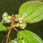 Miconia lacera Blad