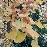 Ginkgo bilobaLeht