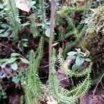 Lycopodium annotinum Yaprak