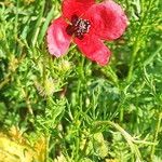Roemeria sicula Flower