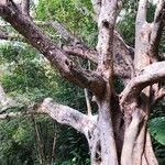 Ficus racemosa Habit