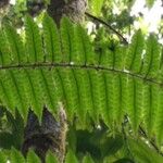 Thelypteris reticulata Лист