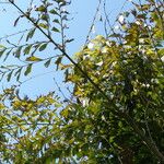 Caryota urens List