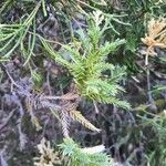 Juniperus phoenicea Frunză