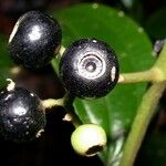 Miconia cooperi Fruit