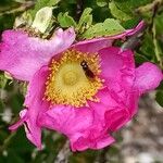 Rosa roxburghii फूल