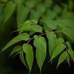 Trema orientale Leaf