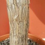 Aloe rubroviolacea Кора