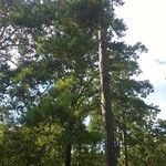 Pinus echinata Hábito