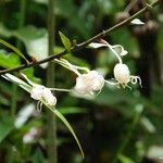 Dendrobium camaridiorum