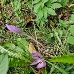 Colchicum multiflorumКвітка