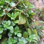 Parietaria judaica Habit