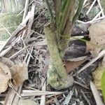 Alangium platanifolium Corteza