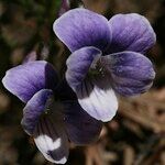 Viola pinnata Flower