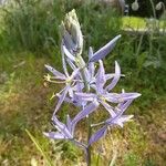 Camassia cusickii Flower