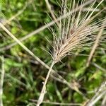 Hordeum marinum 葉