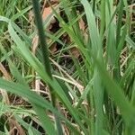 Bromus catharticus Lehti