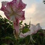 Lilium kelloggii Flower