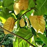 Magnolia acuminata 葉