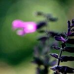 Salvia guaraniticaFlor
