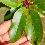 Arbutus × andrachnoides Folio