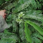 Cuviera longiflora Hábito