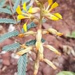 Hoffmannseggia glauca Flower
