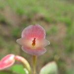 Begonia oxyanthera