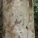 Licania latifolia പുറംതൊലി