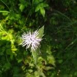 Carthamus caeruleus 花