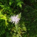 Carthamus caeruleus പുഷ്പം