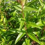 Penstemon hartwegii Leaf