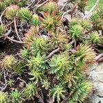 Sedum forsterianum Leaf