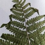 Dryopteris filix-masᱥᱟᱠᱟᱢ