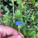 Commelina communisफूल