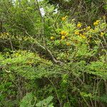 Vachellia tortuosa Tervik taim