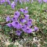 Soldanella alpina Агульны выгляд