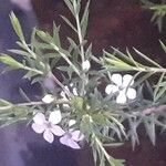 Diosma hirsuta 花