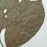 Trichilia euneura Otro