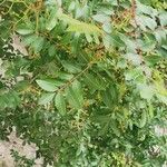 Pistacia terebinthus 葉