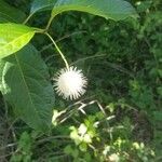 Cephalanthus occidentalis果實