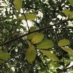 Commiphora mollis Blatt