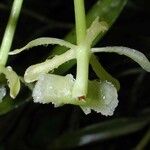 Epidendrum chlorocorymbos Ffrwyth