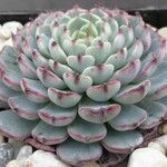 Echeveria minima Ліст