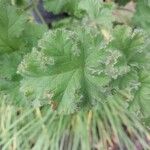 Pelargonium capitatum Leaf