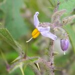 Solanum hovei Flor