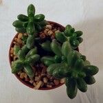 Sedum hernandezii Foglia