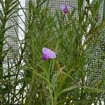 Arundina graminifolia Květ