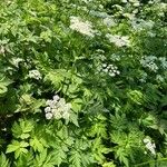 Chaerophyllum hirsutum 整株植物