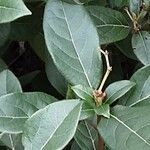 Viburnum rugosum Leaf